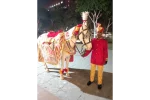 Single Decorated Ghodi for Wedding Baraat (procession) - Image 5