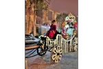 Single Decorated Ghodi with a Beautiful Umbrella holder for Wedding Baraat - Image 6