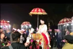 Single Decorated Ghodi with a Beautiful Umbrella holder for Wedding Baraat - Image 7
