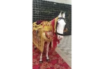 Single Decorated Ghodi for Wedding Baraat (procession) - Image 4