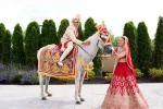 Single Decorated Ghodi for Wedding Baraat (procession)